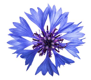 Beyaz arkaplanda yalıtılmış çiçek