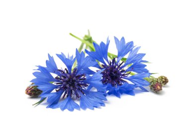 Beyaz arka planda iki mavi çiçek