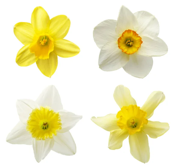 Raccolta Narcisi Fiore Isolato Bianco — Foto Stock