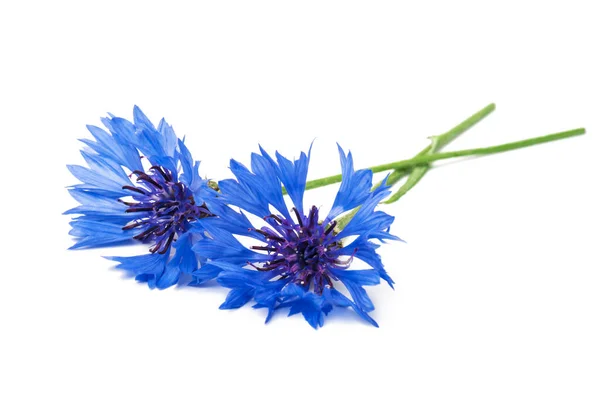 Δύο Μπλε Λουλούδια Καλαμποκιού Λευκό Φόντο — Φωτογραφία Αρχείου