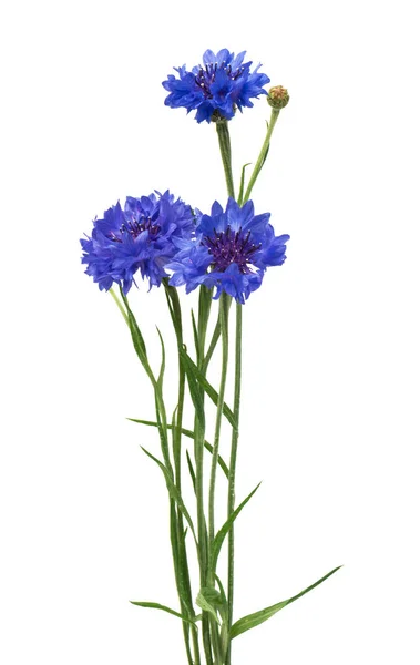 Cornflower Azul Bonito Isolado Fundo Branco — Fotografia de Stock