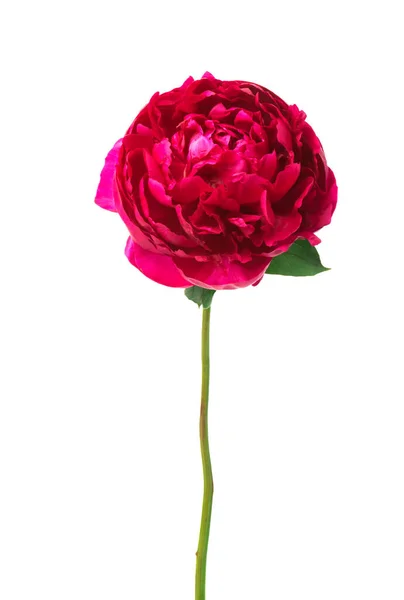 Frumoasă Floare Bujor Roșu Izolată Fundal Alb — Fotografie, imagine de stoc