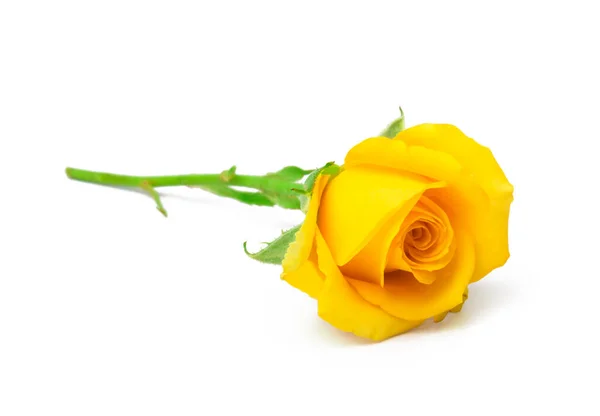 beautiful yellow roses on a white background - Stock Image - Everypixel