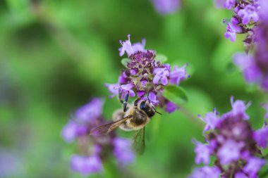 Kekik çiçeğindeki arı doğada büyüyor. Seçici odak