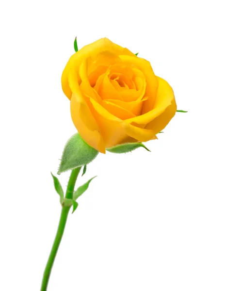 Beautiful Yellow Roses White Background — Stock Photo, Image