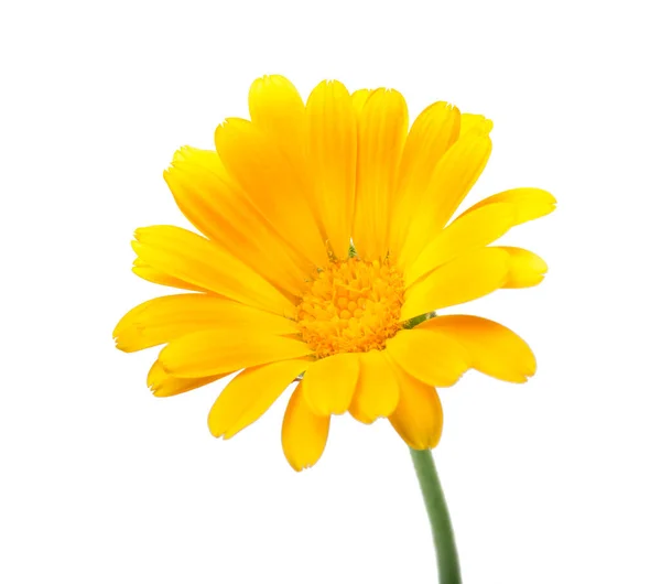 Calendula Fiore Calendula Con Foglie Isolate Bianco — Foto Stock