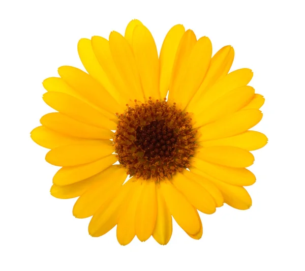 Calendula Fiore Calendula Con Foglie Isolate Bianco — Foto Stock