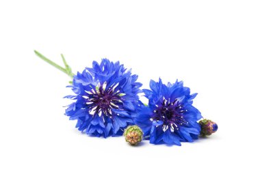 Güzel mavi çiçek beyaz arkaplanda izole edilmiş.