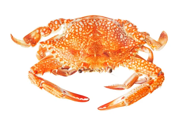 Crab Isolated White Background — Stock Photo, Image