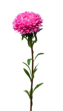 aster beyaz arkaplanda izole edildi