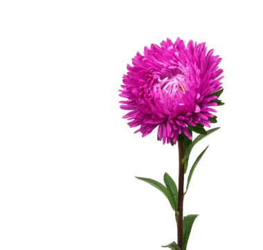 aster beyaz arkaplanda izole edildi