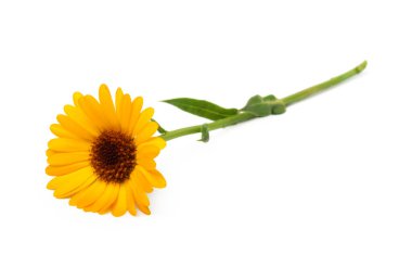 Calendula. Beyaz yapraklı kadife çiçeği. Seçici odak