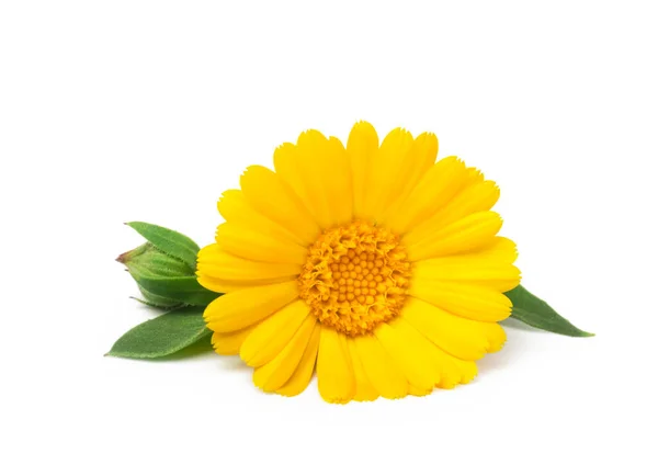 Calendula Ringblomma Med Blad Isolerade Vitt Selektiv Inriktning — Stockfoto