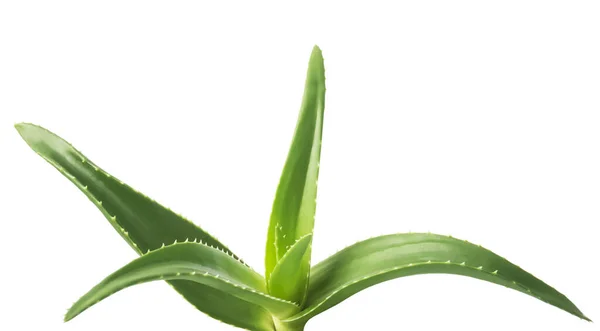 Grüne Blätter Der Aloe Pflanze Aus Nächster Nähe — Stockfoto