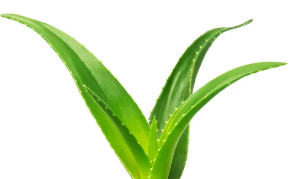 Gröna Blad Aloe Växt Närbild — Stockfoto