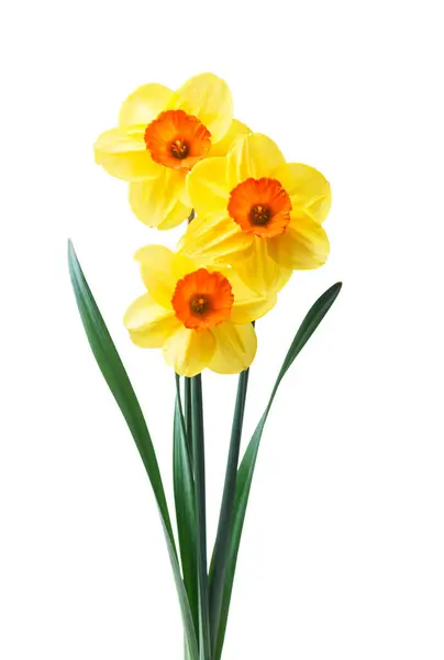 Spring Floral Border Beautiful Fresh Daffodils Flowers Isolated White Background Royalty Free Stock Images