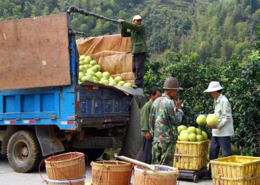 Yongding, Fujian, Çin - 22 Ekim 2009: Çinli Çiftçi hasat olgun pomelo arabaya yükleme