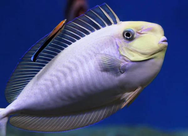 Bignose Unicornfish Naso Vlamingii Bluestreak Cleaner Wrasse Labroides Dimidiatus — Stock Photo, Image