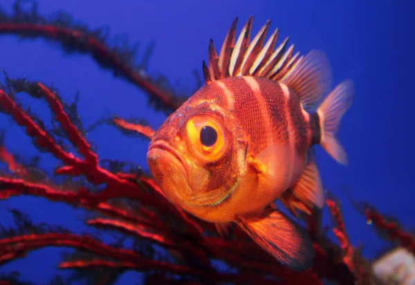 Röd Soldierfish Undervattens Närbild — Stockfoto