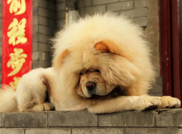 Perro Chow Amarillo Sobre Fondo Símbolos Chinos — Foto de Stock