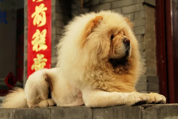 Cão Comida Amarela Contexto Símbolos Chineses — Fotografia de Stock