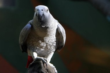 Kongo veya Afrika gri papağanı (Psittacus erithacus)