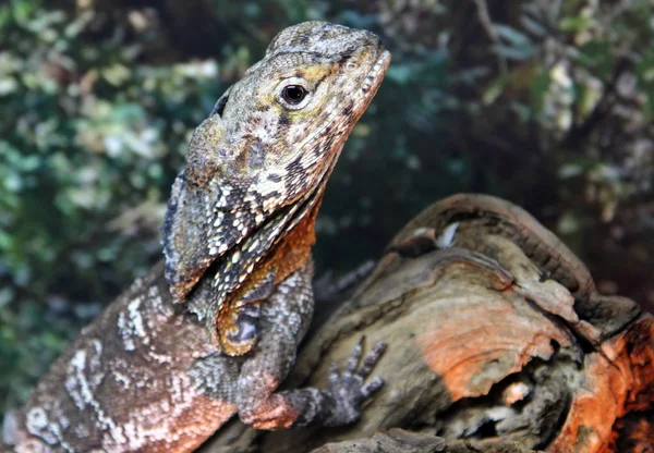 Frilled Necked Lizard Frilled Dragon Chlamydosaurus Kingii — Stock Photo, Image