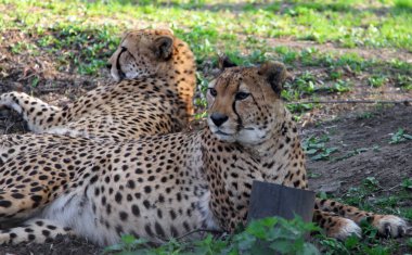 İki Asya yere dinlenme çitalar (Acinonyx jubatus venaticus)