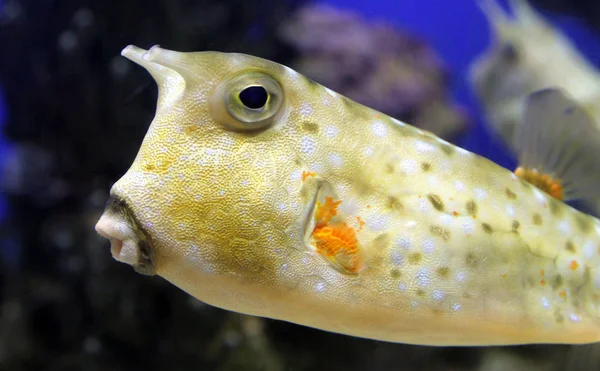 Longhorn Cowfish Eller Behornade Boxfish Lactoria Cornuta — Stockfoto