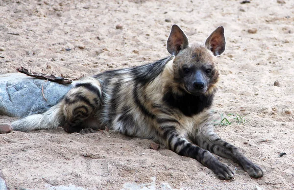 Портрет Гієна Смугаста Hyaena Hyaena — стокове фото