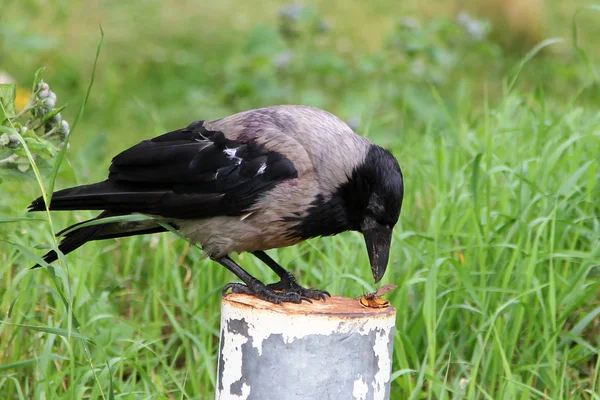 Kråka Corvus Cornix Äter Skalbagge — Stockfoto