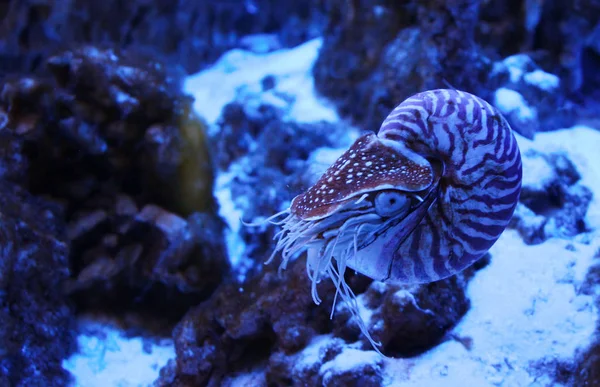 Nautilus Pompilius Nautilus Pompilius Neon Światło Akwarium — Zdjęcie stockowe