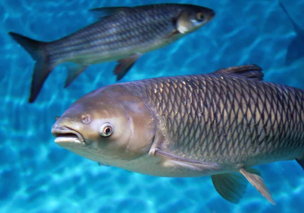 Marmorkarp Karp Hypophthalmichthys Nobilis — Stockfoto