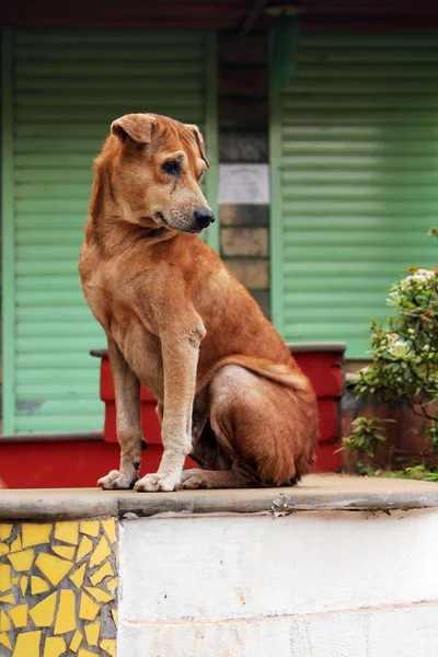 Skinny Cão Vadio Sentado Rua — Fotografia de Stock