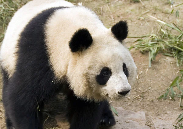 Óriás Panda Szecsuán Tartomány Kína — Stock Fotó