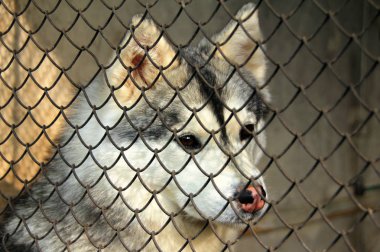 Üzgün Sibirya husky köpek barınağı bir kafeste