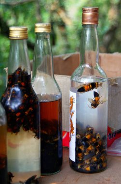 Alcohol tincture of Asian giant hornet, Vespa mandarinia - an ancient recipe of Chinese and Japanese traditional medicine clipart