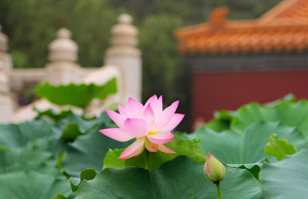 Blooming lotus on the background of traditional Chinese buildings in the Forbidden City