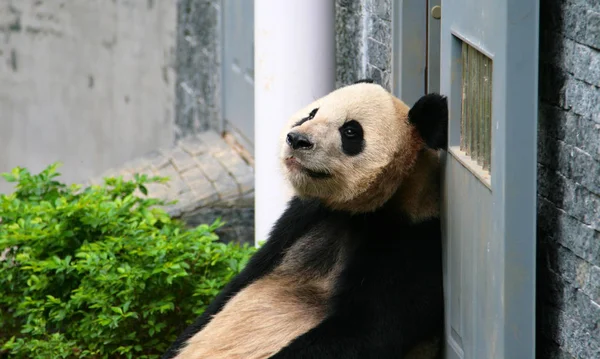 Szomorú Óriás Panda Egy Ketrecben Szecsuán Tartomány Kína — Stock Fotó