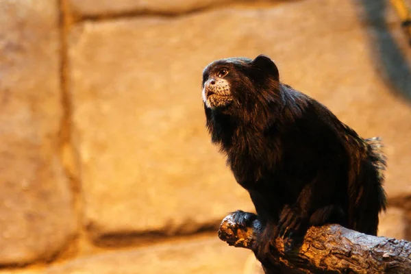 Портрет Браун Mantled Або Седдлбек Тамарина Saguinus Fuscicollis — стокове фото