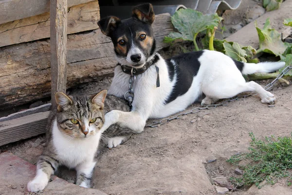 Sevimli Köpek Kedi Birlikte Oynama — Stok fotoğraf