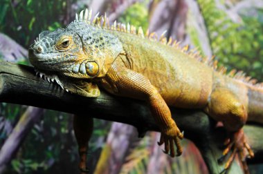 Ağaç üzerinde dinlenme yeşil iguana kertenkele portresi