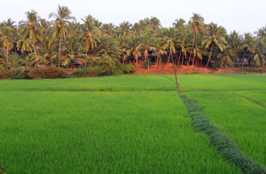 Pirinç tarlaları bir arka planda palm Grove, Goa, Hindistan