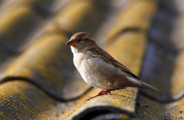 Çatının kenarına küçük serçe