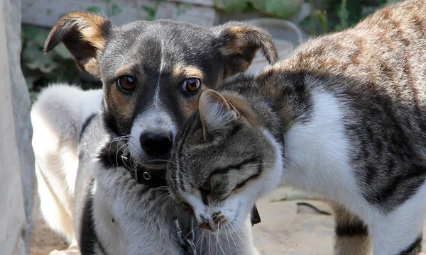 Bedårande Hund Och Katt Spelar Tillsammans — Stockfoto
