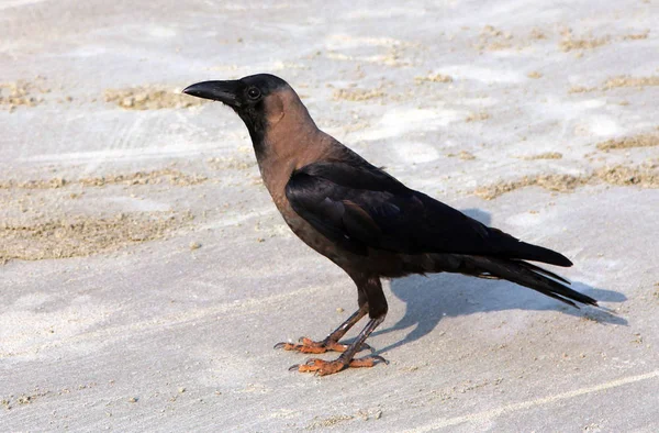 Indiska House Crow Corvus Splendens Stranden Goa — Stockfoto