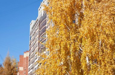 Sonbahar huş ağacının arkasındaki apartmanda.