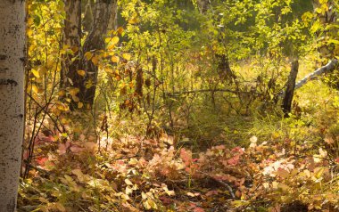 Vahşi ormanda kızıl sonbahar yaprakları