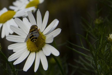 Arı, papatya çayından çiçek poleni topluyor. 
