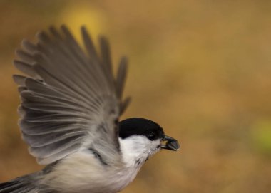 Söğüt meme kanat sallıyor ve patlıyor. 